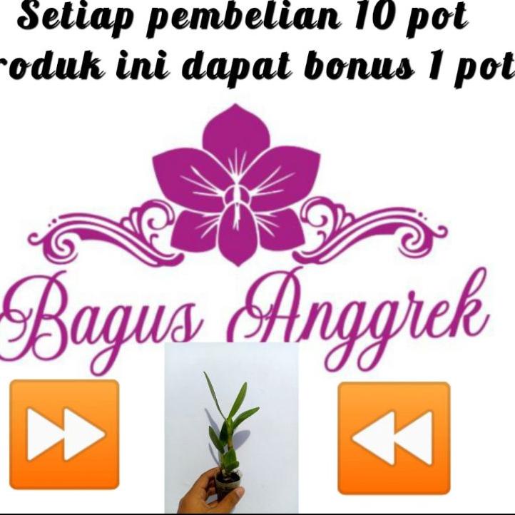 Harga Murah.. Dendrobium capung Kalimantan