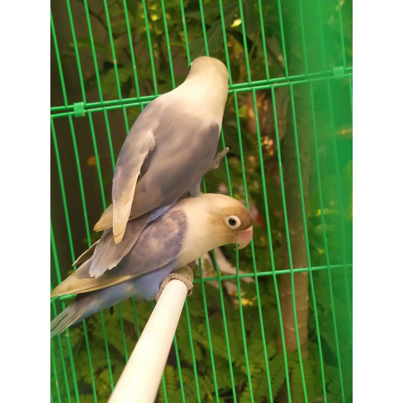 Burung Lovebird Sepasang Dewasa Pasbir / Lakbet Pastel Biru