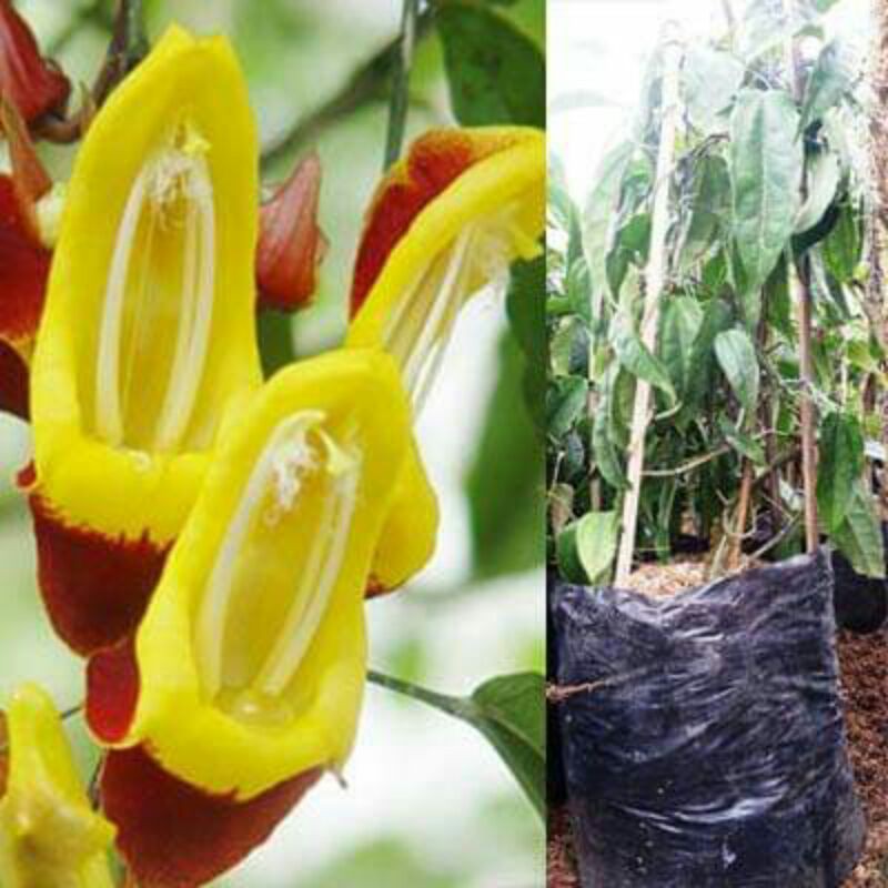 bibit flame irian coklat