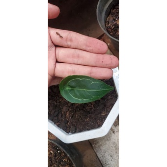 anthurium forgetti original bonggol siap cacah
