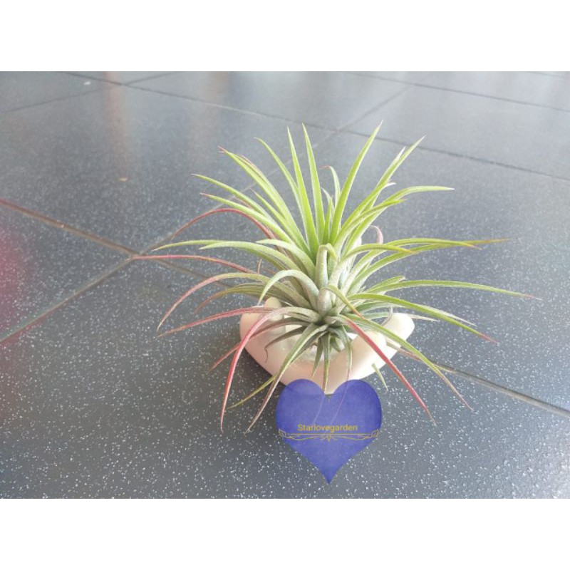 Tanaman Udara (Tillandsia)