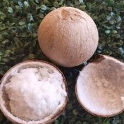 

Buah Kelapa Kopyor Genjah Isi Tebal Asli Pati Ukuram M