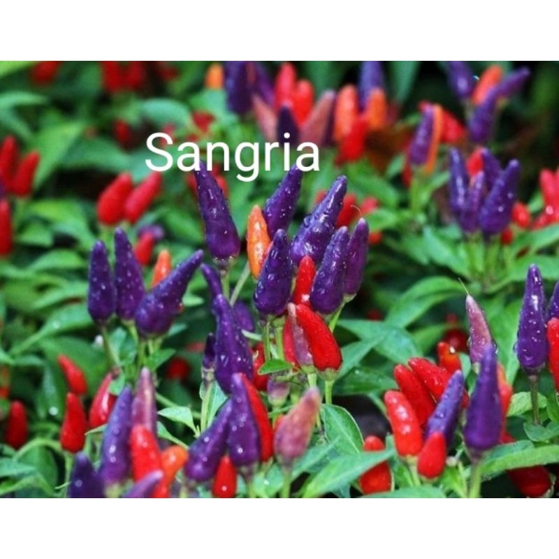 ID PAKET CABE HIAS 10 JENIS CABE PELANGI F1 BERKUALITAS