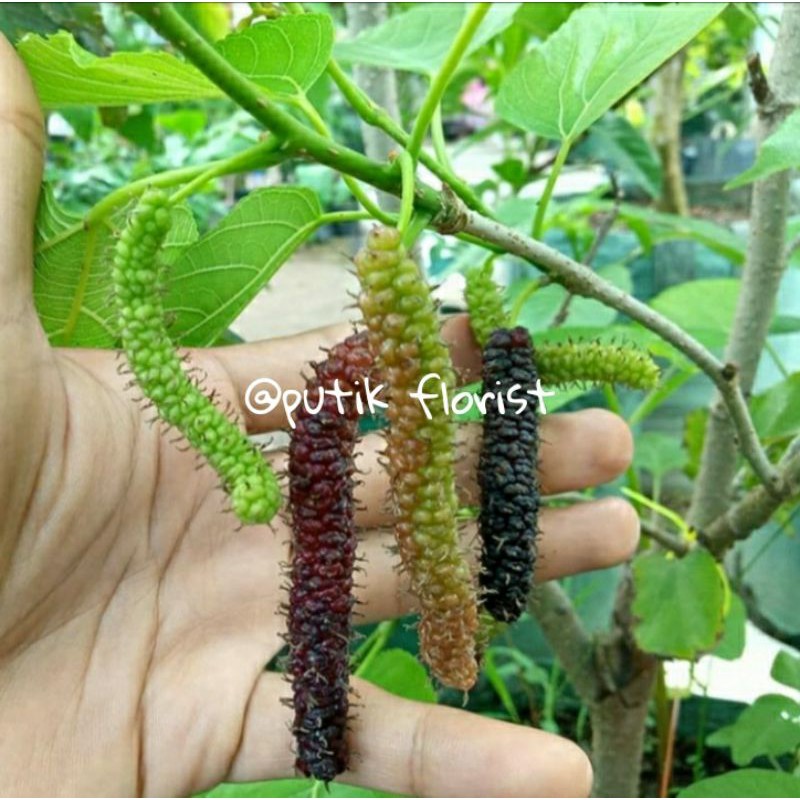Tanaman Buah Long Murbei - Bibit Tanaman Buah Long Murbei