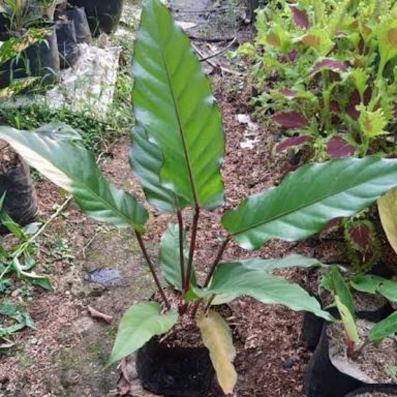 tanaman hias antorium black valet