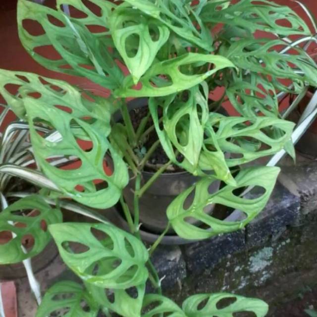 Tanaman hias janda bolong - tanaman janda bolong