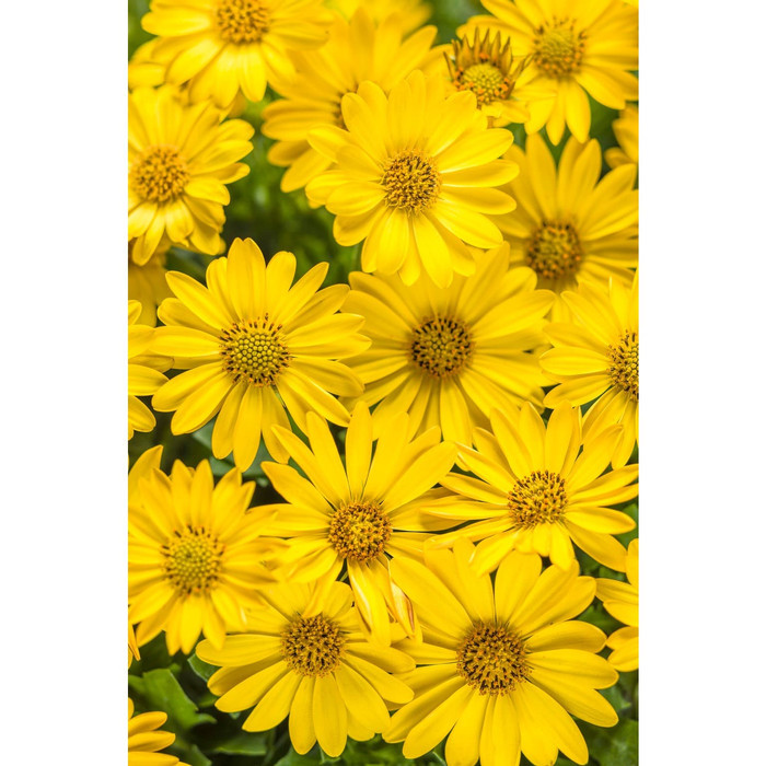 Haira Seed Bibit-Biji Bunga Yellow Daisy