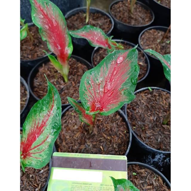 Bibit Caladium Thailand Keladi Hias Red Peacock Murmer Shopee Indonesia