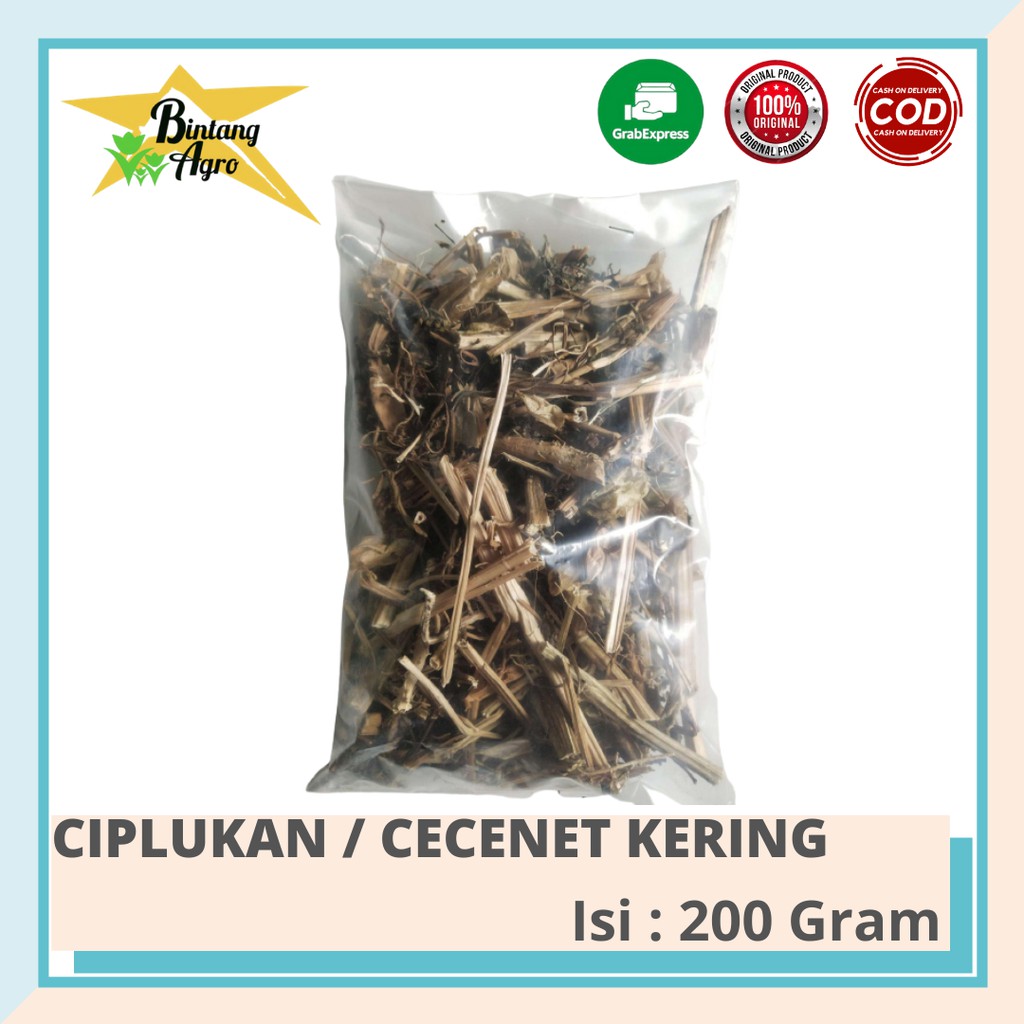 

Ciplukan Kering - Daun Ciplukan Kering Murah - Berat 200gr