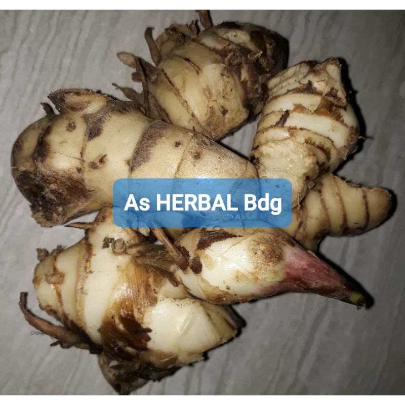 

Ready umbi ganyong putih segar 1000 gram-az