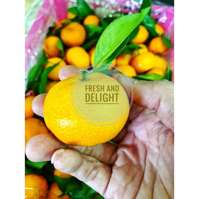 

Jeruk Shantang Honey Tangerine