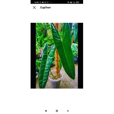 0Turus Penyangga Tanaman 100 cm - Turus Penyangga Tanaman 1 Meter - Turus Tanaman Pipa Paralon