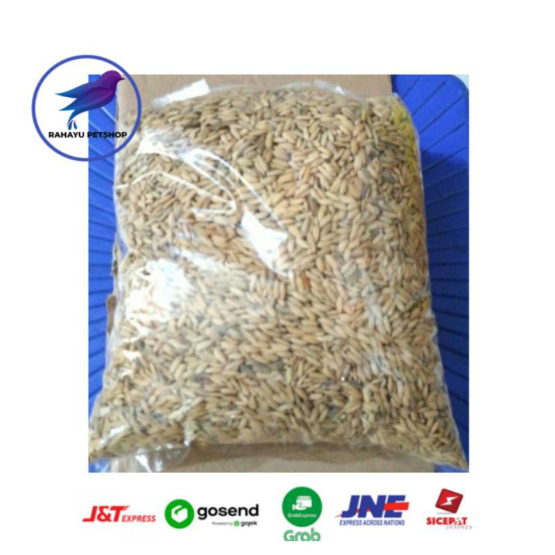 Gabah Padi pakan ayam jago burung 1kg