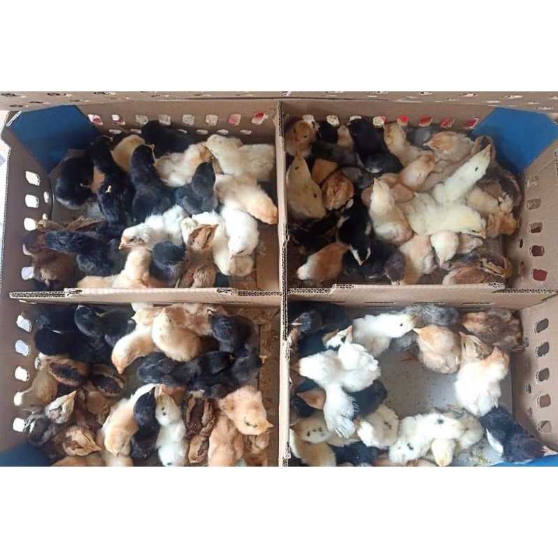 Doc anak ayam joper/kampung super (harga/ekor)
