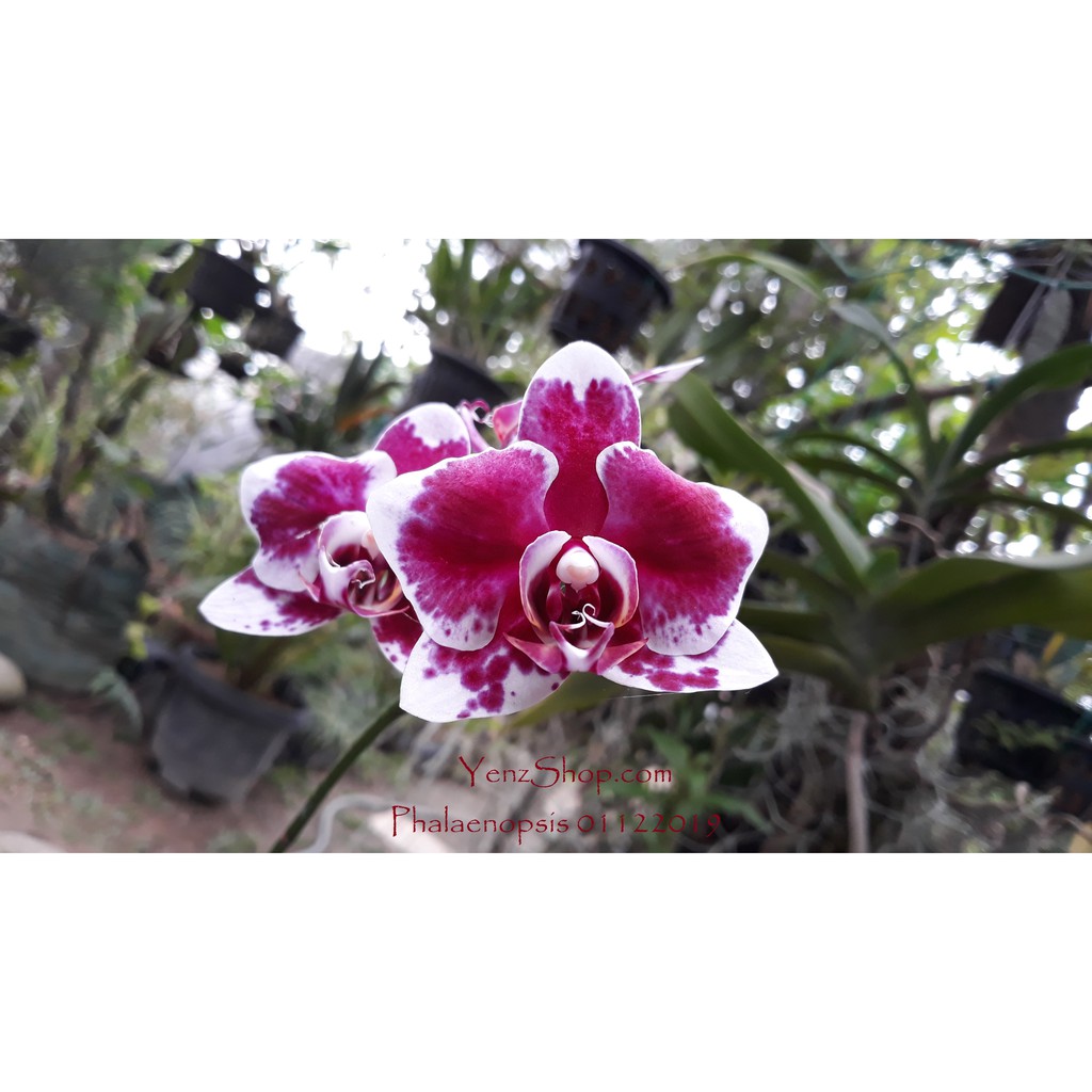 Anggrek Phalaenopsis Anggrek Bulan  -Dewasa