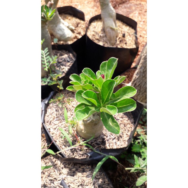 Tanaman Hias Bunga Adenium Dewasa - Bunga Tumpuk Adenium Asli - Tanamam Kamboja Jepang