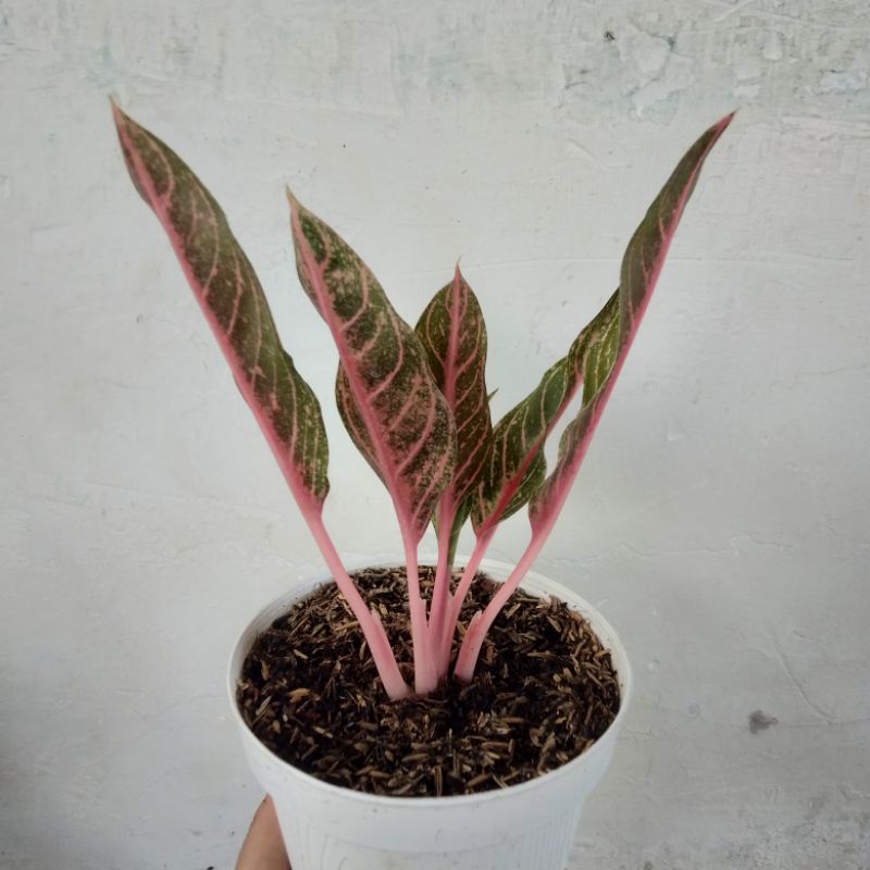 aglonema Mahardika khusus ibu/BPK ummu