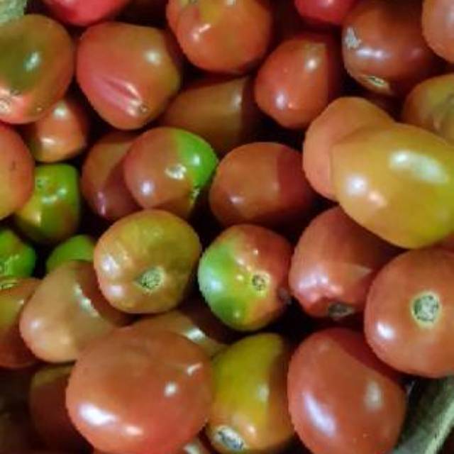 

Tomat 1 Kg