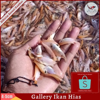 Image of (Langsung Dari Petani) Bibit Ikan Nila Merah Murah Bogor Depok | benih nila merah 4-5Cm (1 Jari)