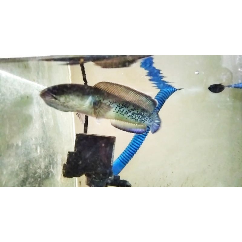 Stewarti karbialong 14cm