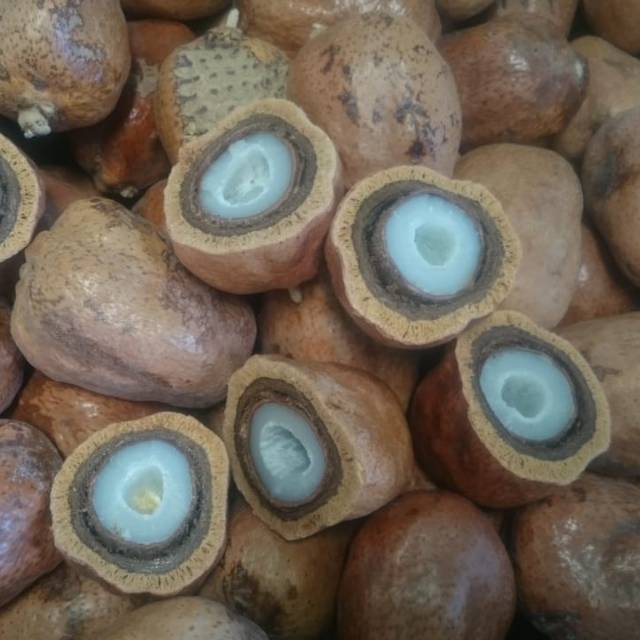 

BUAH DZURIAT SINGLE/DZURIAT KEMBAR/500GR/1KG/DZURIAT BELAH/PROMIL/DZURIYAT/DOUM/BUAH ADAM HAWA