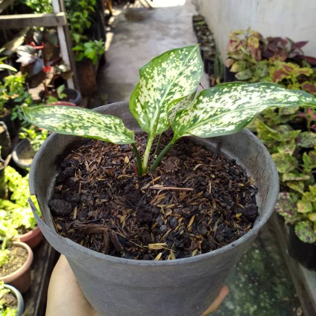 Aglaonema snow white