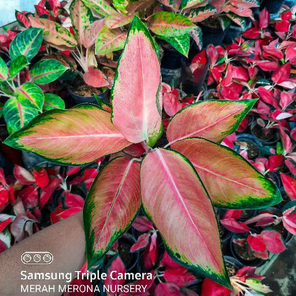 RED MELLA aglonema murah mela marikago tanaman hias kochin kocin pink diamond bukan tembaga yellow