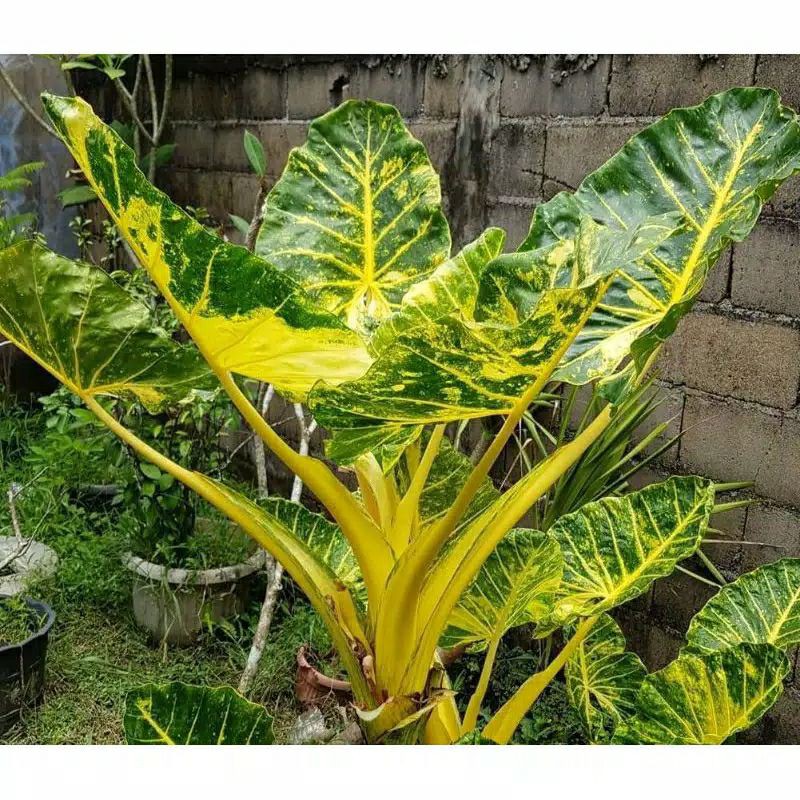 tanaman alocasia varigata kuning