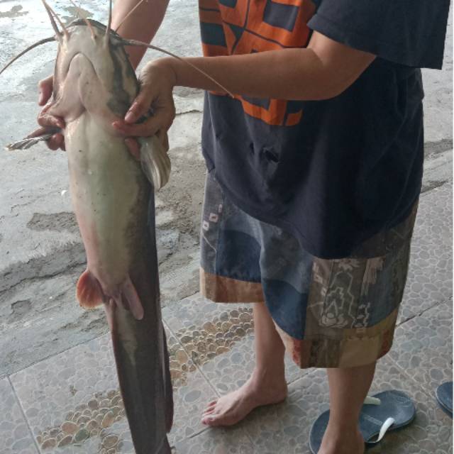 

Lele Jumbo 6KG