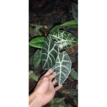 Alocasia  watsoniana