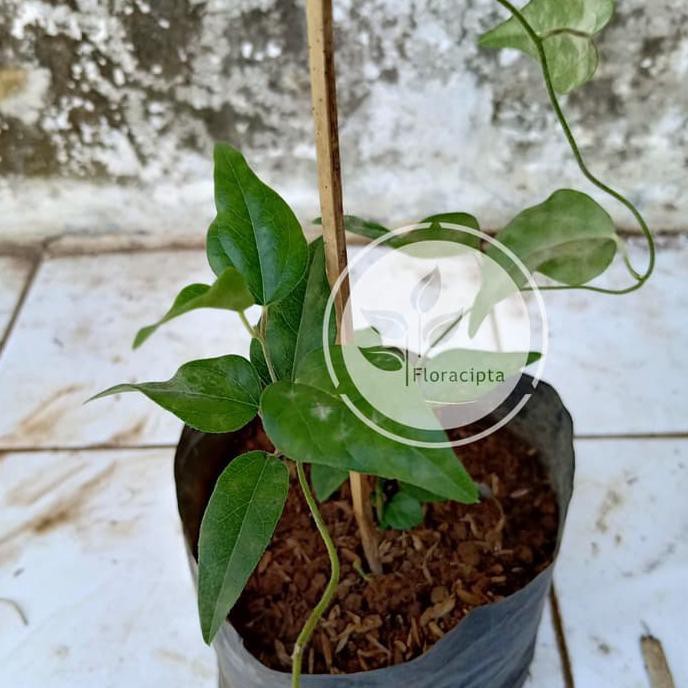 K4J Bibit Tanaman Cincau Jelly Rambat