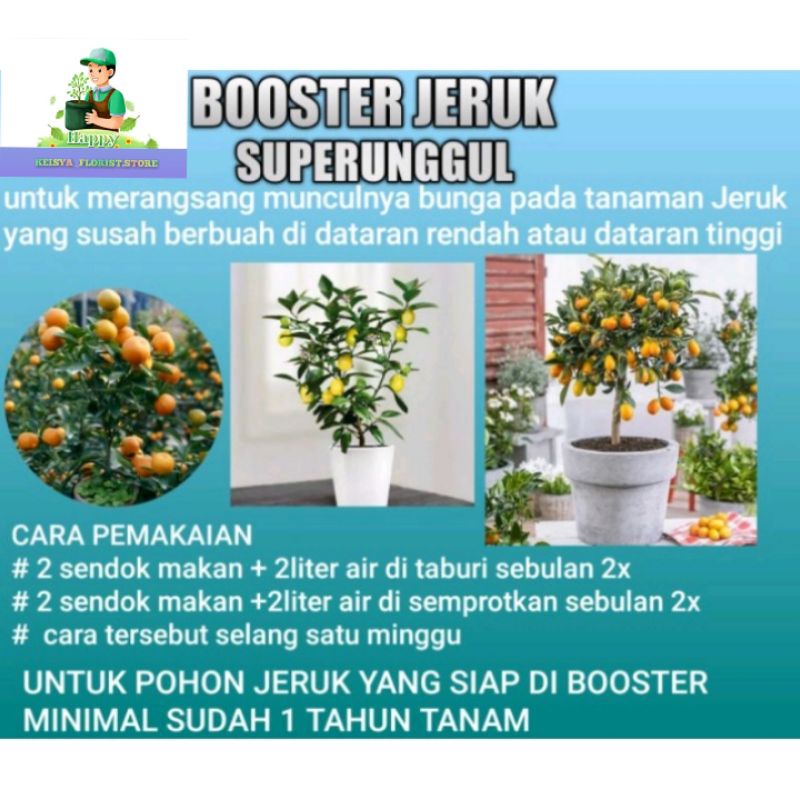 Pupuk Booster Buah Jeruk Perangsang Cepat Berbuah