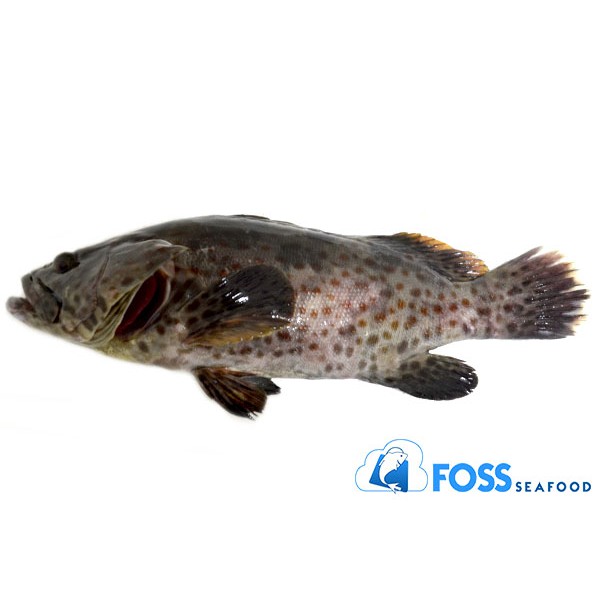 Foss Seafood Ikan Kerapu Tiger / Kerapu Macan Frozen (beku) XL