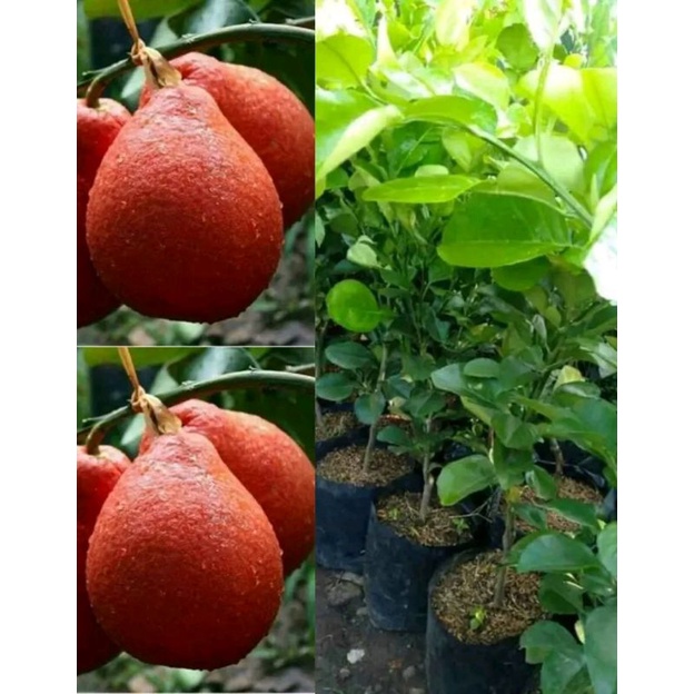 jeruk red pamelo / pamelo merah
