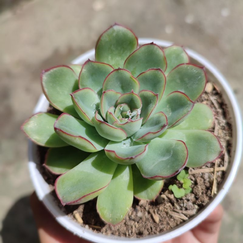 Echeveria pulidonis/Echeveria lipstick