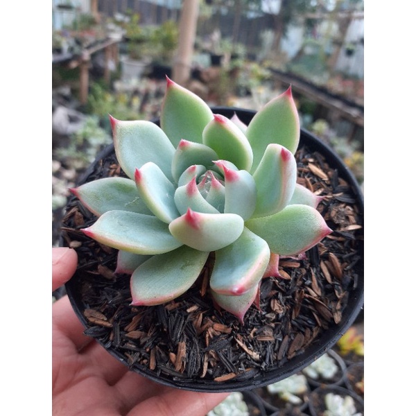 Sukulen Murah Chihuahua