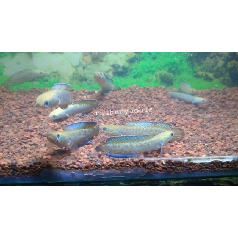 Andrao 6cm 15e Full Pelet Grade AA