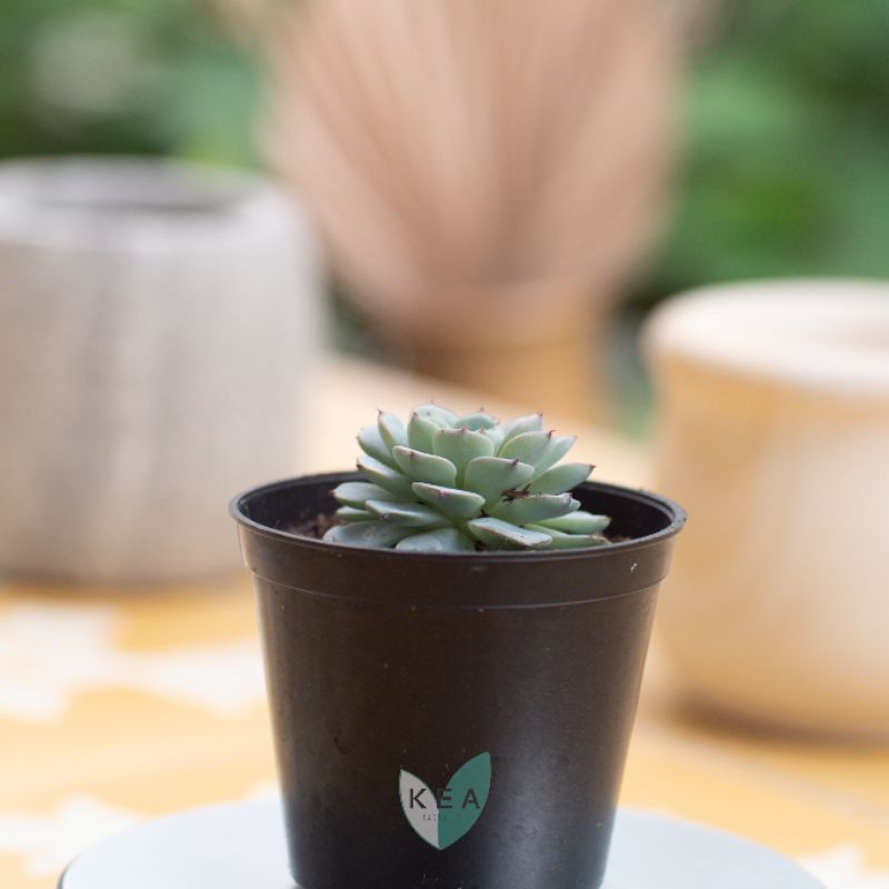 Echeveria minima | Sukulen Kaktus