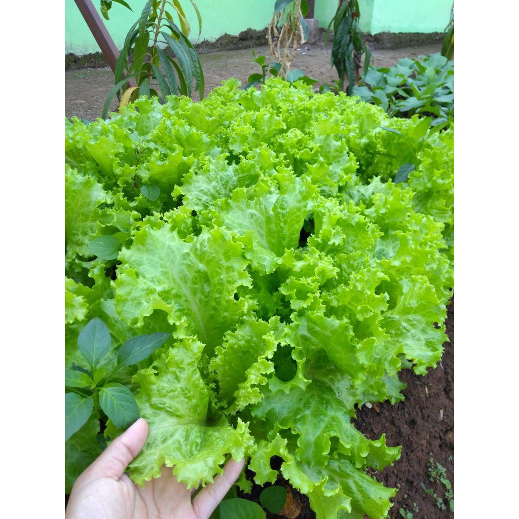 200 Biji Benih Selada Keriting Hijau Grand Rapids Cap Panah Merah Bibit Sayur Sayuran Hidroponik-2