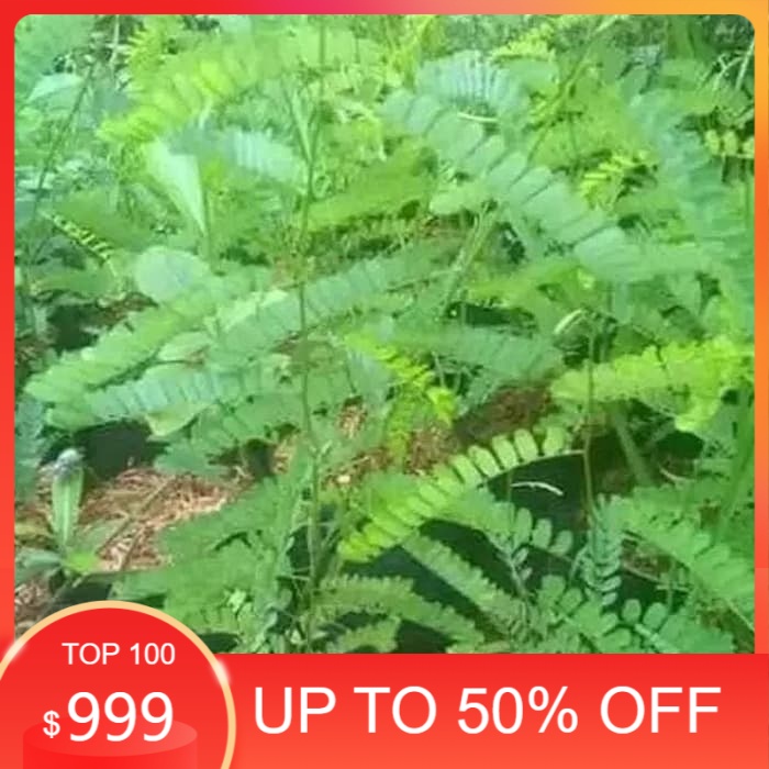 

pohon herbal saga