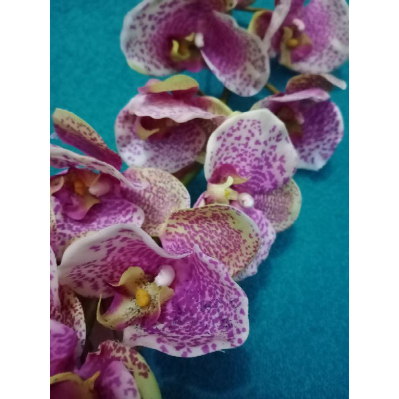 anggrek latex premium