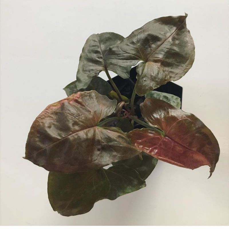 SYNGONIUM MARIA ALLUSION tanaman hias syngonium pink