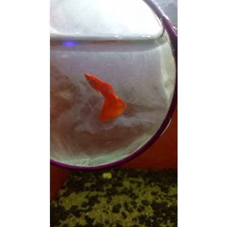ikan guppy albino full red guppy afr