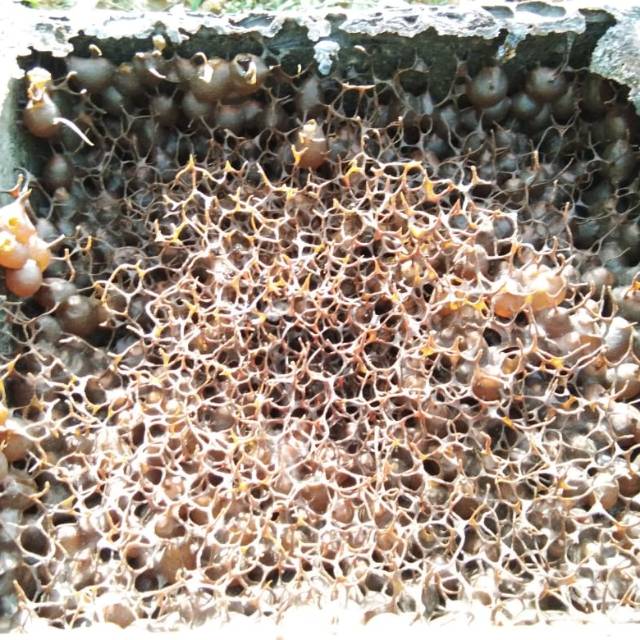 

Madu Kelulut Mas Ardan