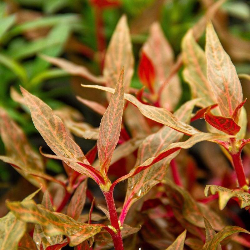 altenantera reniki rosanervig  (tanaman aquascape)