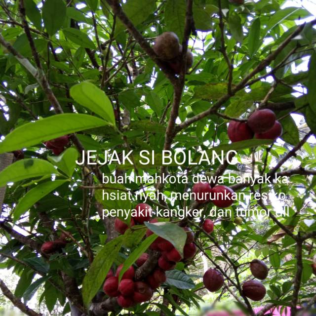 

BUAH MAHKOTA DEWA PER 500GRM