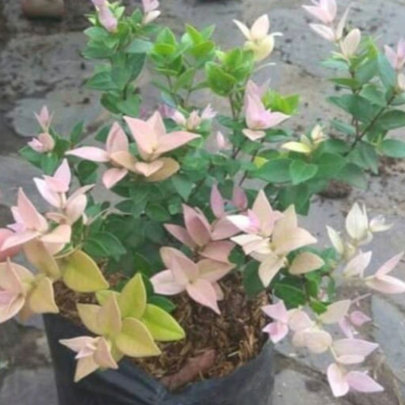 tanaman hias oliana tricolor pink/bibit tanaman hias daun Elsa cantik, tanaman hias daun Elsa pink t