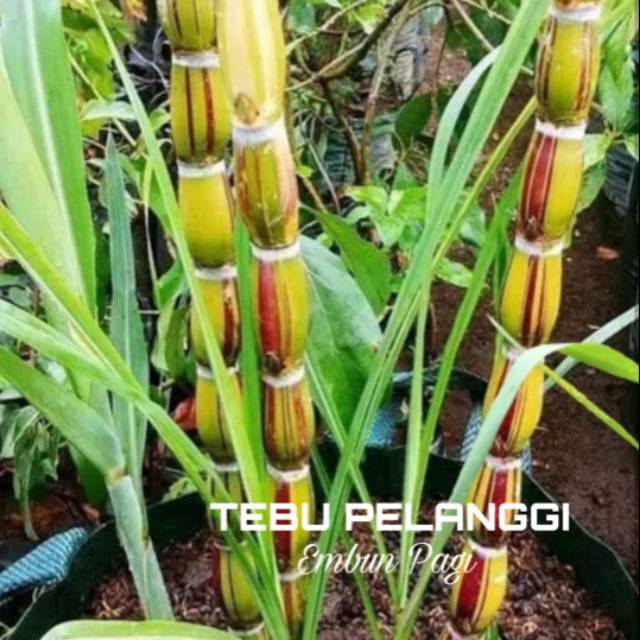 Bibit Pohon Tebu Pelangi