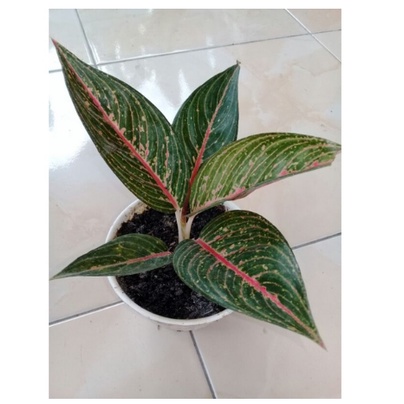 (BISA COD) AGLONEMA GREEN LEGACY TANAMAN BUNGA HIAS AGLO GREEN LEGACY TERAWAT