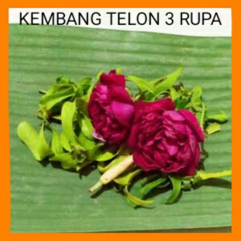 kembang telon 3 rupa